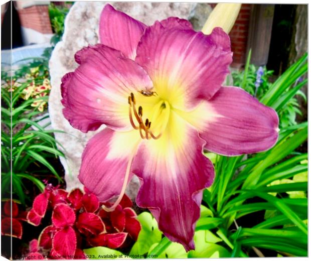 Gorgeous Lily Canvas Print by Stephanie Moore