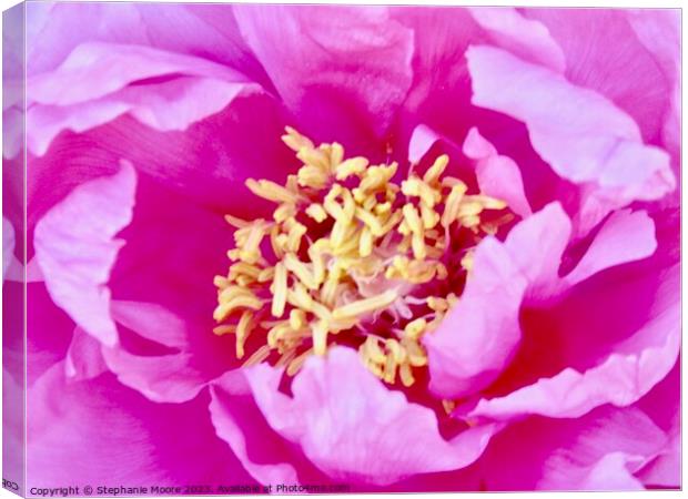 Close up of a pink rose Canvas Print by Stephanie Moore