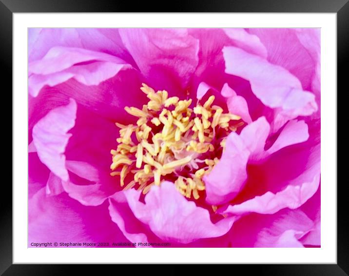 Close up of a pink rose Framed Mounted Print by Stephanie Moore