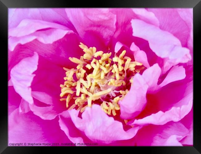 Close up of a pink rose Framed Print by Stephanie Moore