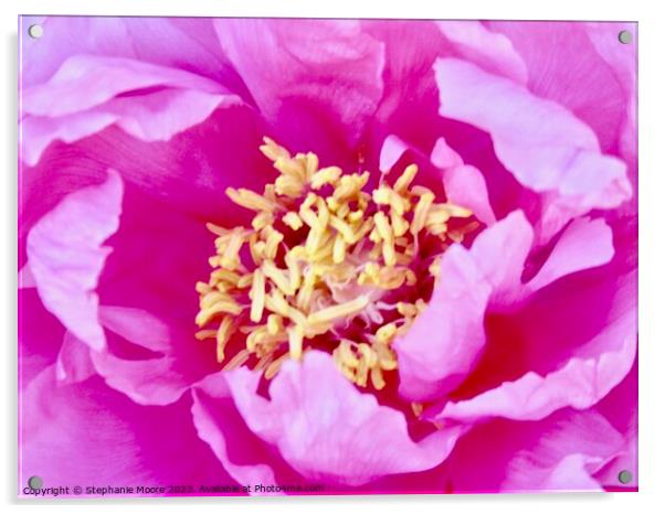 Close up of a pink rose Acrylic by Stephanie Moore