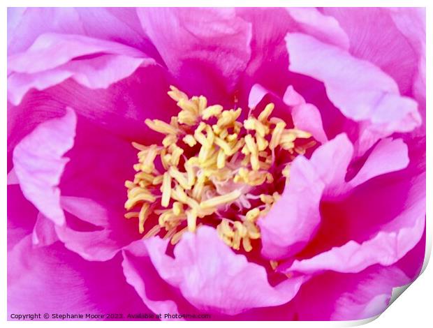 Close up of a pink rose Print by Stephanie Moore