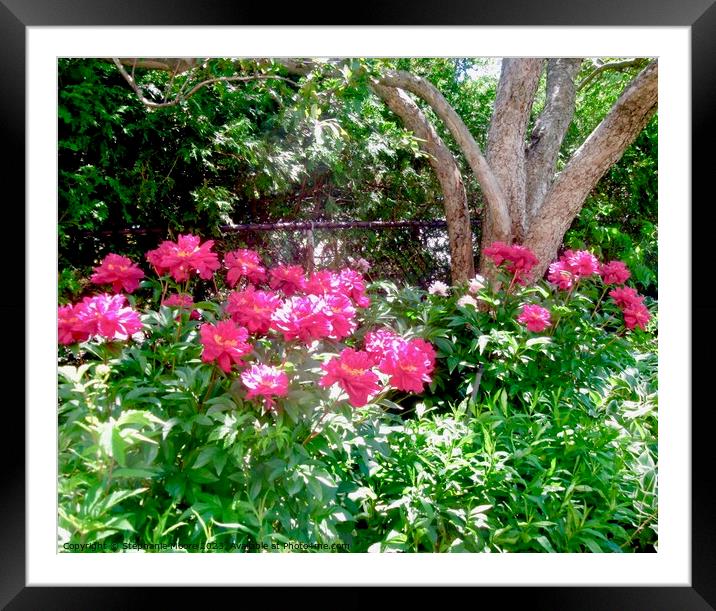 Plant  peonies pink Framed Mounted Print by Stephanie Moore