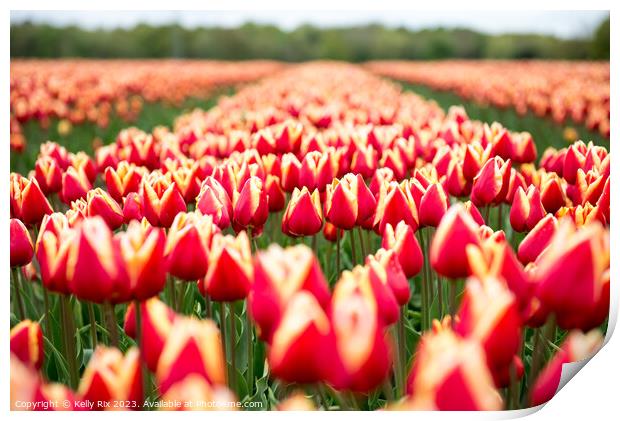 Tulip Fields Print by Kelly Rix