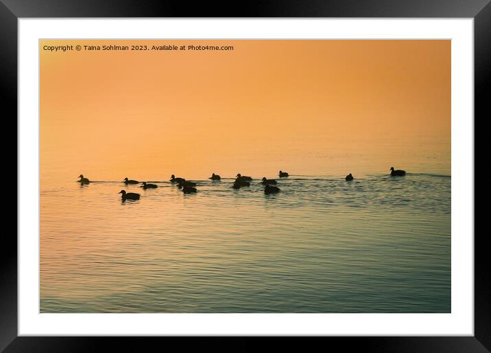 Birds in the Morning Framed Mounted Print by Taina Sohlman