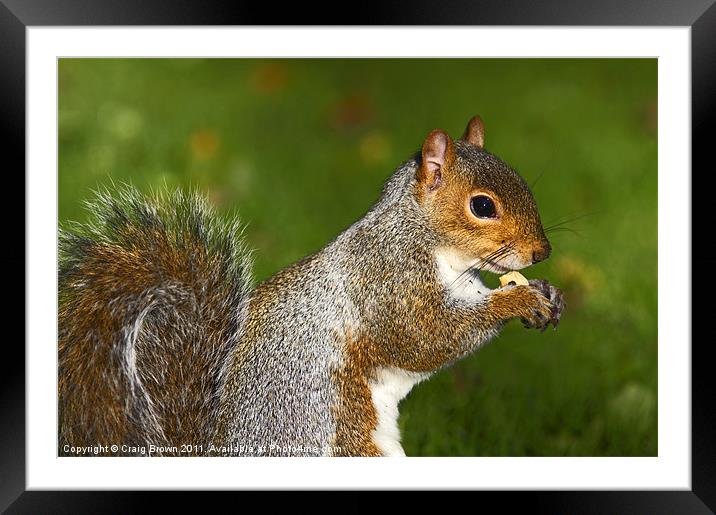 Grey Squirrel Framed Mounted Print by Craig Brown