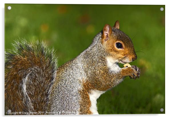 Grey Squirrel Acrylic by Craig Brown