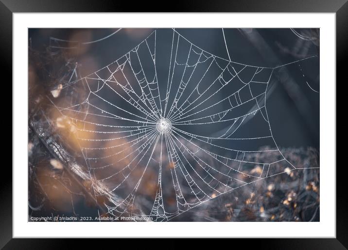 Delicate Spiders Web in Winter Framed Mounted Print by Imladris 