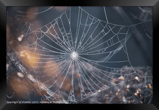 Delicate Spiders Web in Winter Framed Print by Imladris 