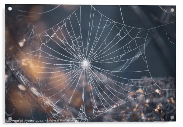 Delicate Spiders Web in Winter Acrylic by Imladris 