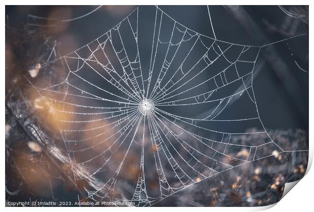 Delicate Spiders Web in Winter Print by Imladris 