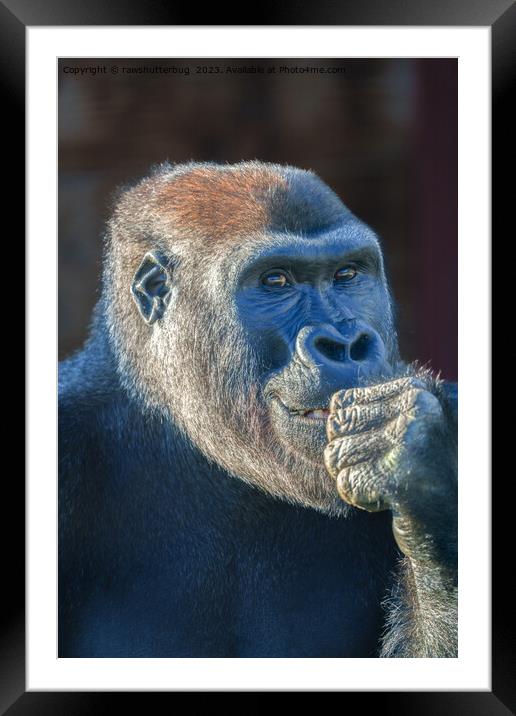 Gorilla Lope's Grin Framed Mounted Print by rawshutterbug 