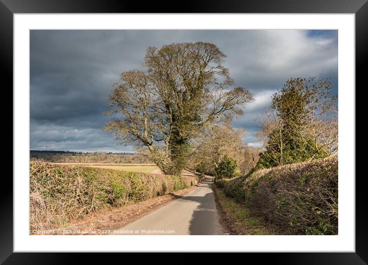 Thorpe Sycamore in Late Winter Sun Framed Mounted Print by Richard Laidler