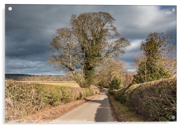 Thorpe Sycamore in Late Winter Sun Acrylic by Richard Laidler