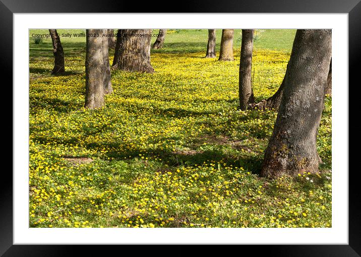 Carpet of bright yellow celandines Framed Mounted Print by Sally Wallis