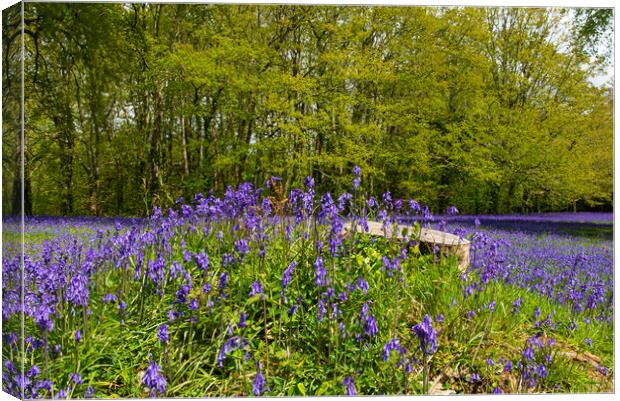 Bluebell carpet Canvas Print by kathy white