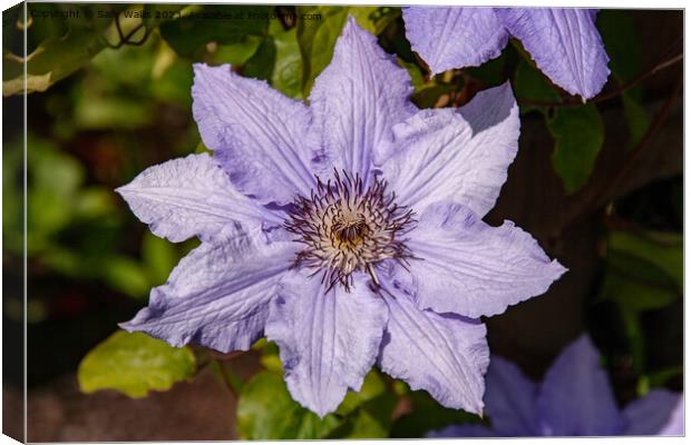 Clematis Close up Canvas Print by Sally Wallis