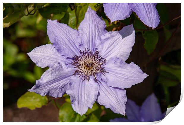 Clematis Close up Print by Sally Wallis