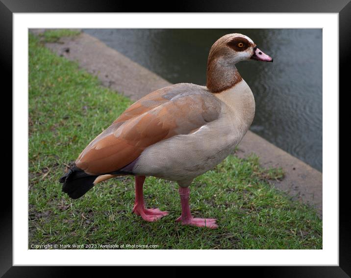 Egyptian Goose in a Hastings Park Framed Mounted Print by Mark Ward
