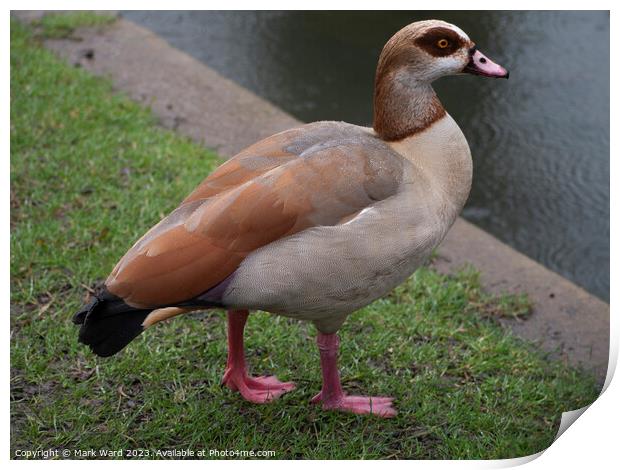 Egyptian Goose in a Hastings Park Print by Mark Ward