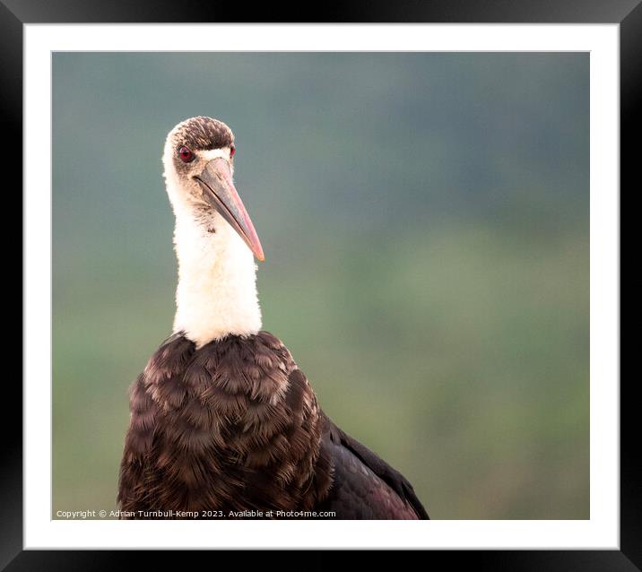 Quizzical woolly necked stork Framed Mounted Print by Adrian Turnbull-Kemp