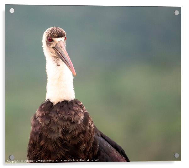 Quizzical woolly necked stork Acrylic by Adrian Turnbull-Kemp