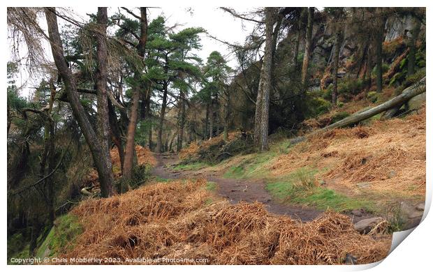 The Roaches woodland Print by Chris Mobberley