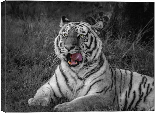 Majestic Amur Tiger Canvas Print by Wendy Williams CPAGB