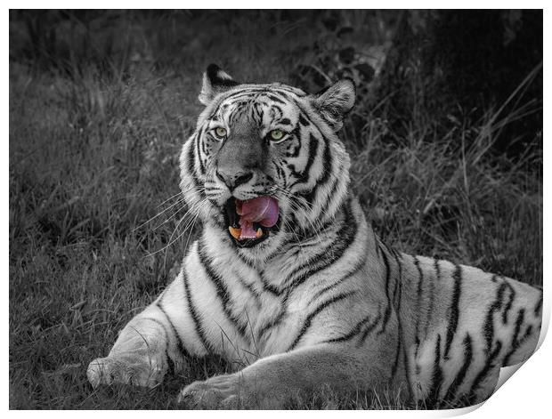 Majestic Amur Tiger Print by Wendy Williams CPAGB