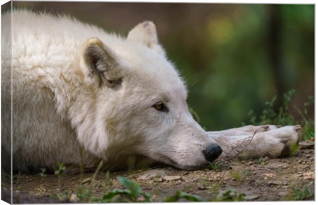 Arctic wolf enjoying the morning sun (Canis lupus arctos) Canvas Print by Irena Chlubna