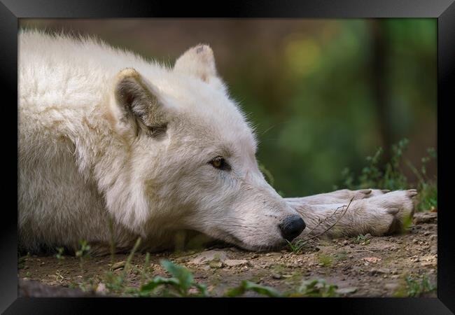 Arctic wolf enjoying the morning sun (Canis lupus arctos) Framed Print by Irena Chlubna