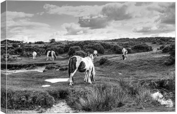 Bodmin Moor Ponies Monochrome Canvas Print by Diana Mower