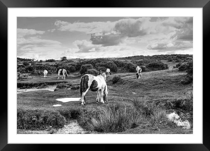 Bodmin Moor Ponies Monochrome Framed Mounted Print by Diana Mower