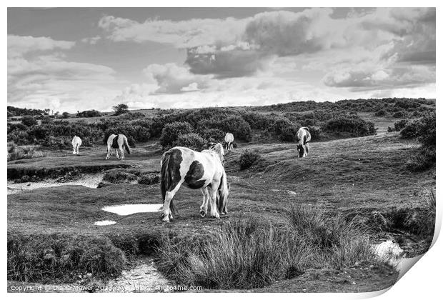 Bodmin Moor Ponies Monochrome Print by Diana Mower