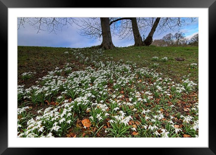 Heralds of Spring Framed Mounted Print by Martyn Arnold