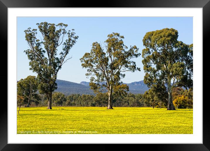 Gum trees on a yellow field - Grampians Framed Mounted Print by Laszlo Konya