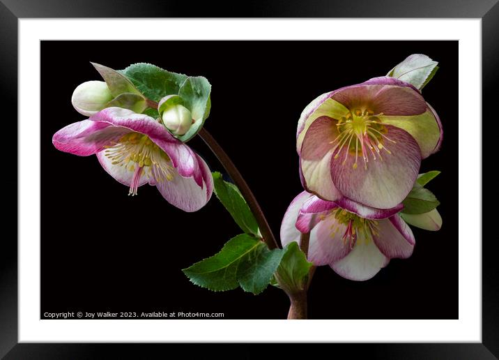 Flowering Hellebore with pink edges to the petals Framed Mounted Print by Joy Walker