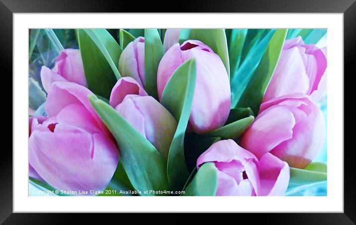 Pink Tulips Framed Mounted Print by Sharon Lisa Clarke