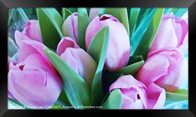 Pink Tulips Framed Print by Sharon Lisa Clarke