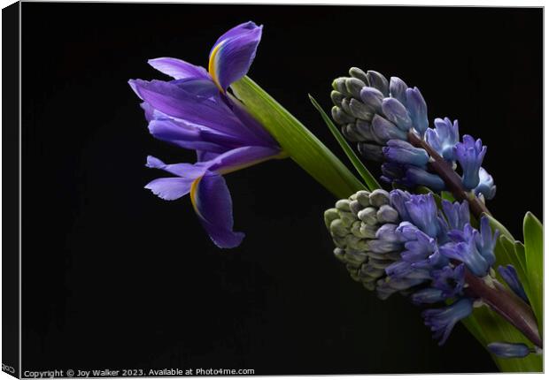 Iris and Hyacinth flowers  Canvas Print by Joy Walker