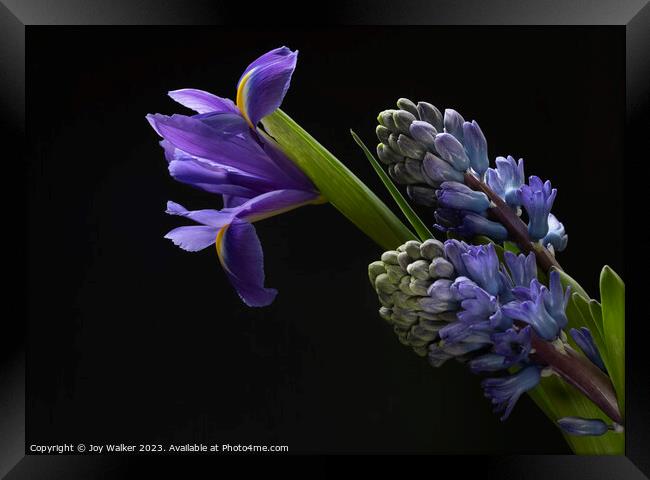 Iris and Hyacinth flowers  Framed Print by Joy Walker