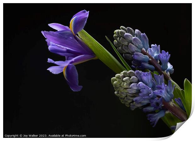 Iris and Hyacinth flowers  Print by Joy Walker