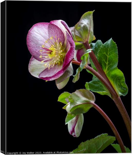 Flowering Hellebore with pink edges to the petals Canvas Print by Joy Walker