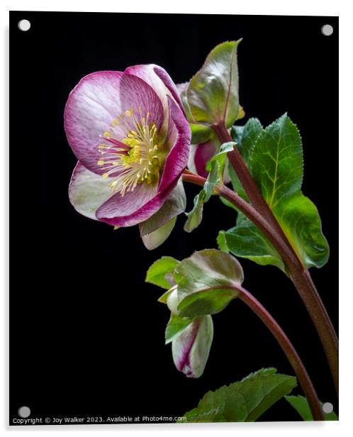 Flowering Hellebore with pink edges to the petals Acrylic by Joy Walker