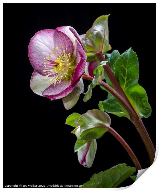 Flowering Hellebore with pink edges to the petals Print by Joy Walker