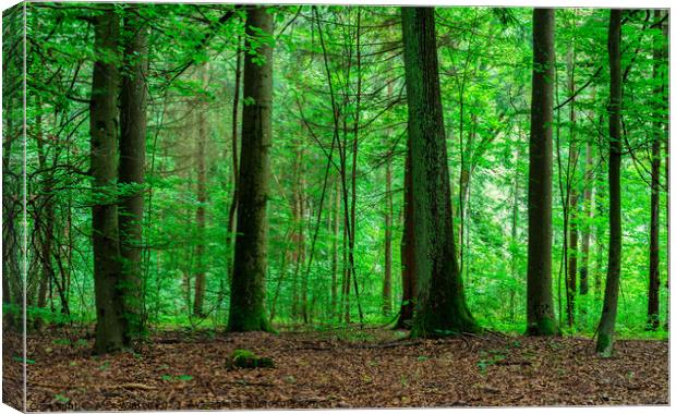 green forest trees Canvas Print by Alex Winter