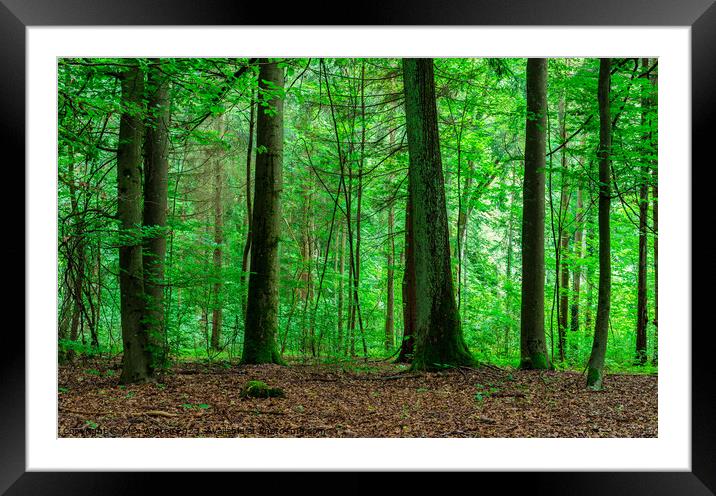 green forest trees Framed Mounted Print by Alex Winter