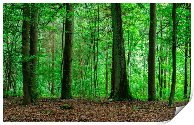 green forest trees Print by Alex Winter