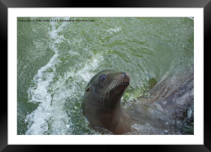 Seal alongside ! Framed Mounted Print by Sally Wallis