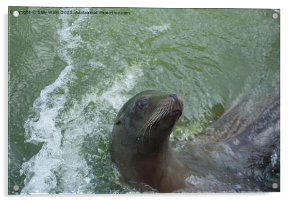 Seal alongside ! Acrylic by Sally Wallis